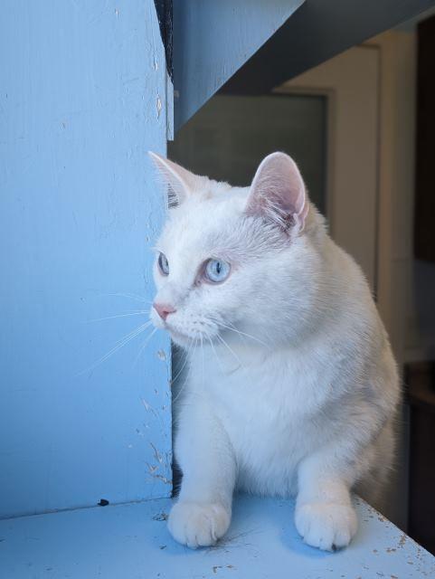 Remi, an adoptable Domestic Short Hair in Pagosa Springs, CO, 81147 | Photo Image 2