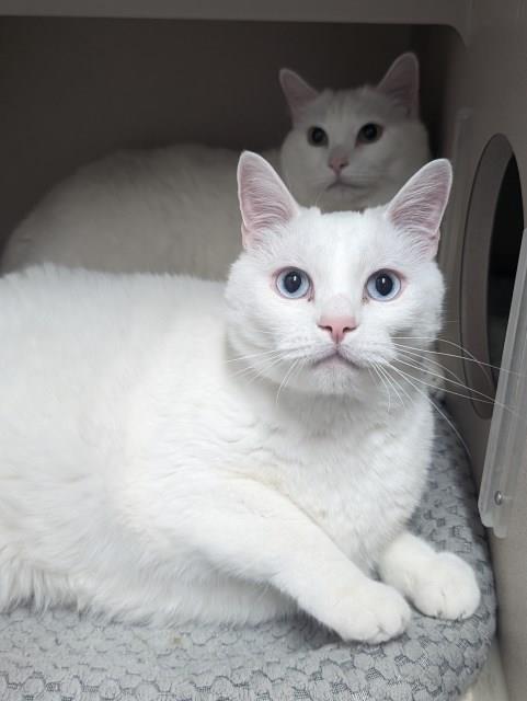 Remi, an adoptable Domestic Short Hair in Pagosa Springs, CO, 81147 | Photo Image 4