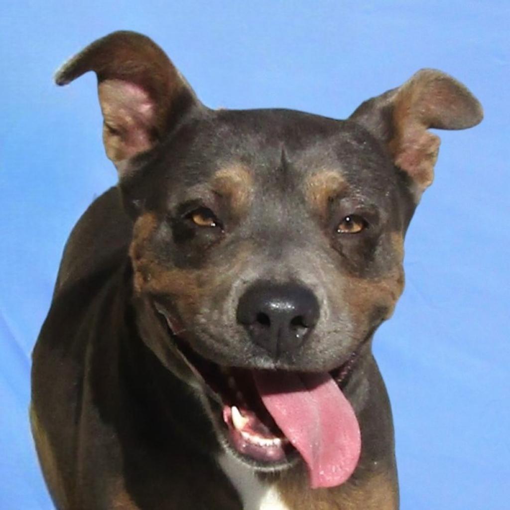 Athena, an adoptable Mixed Breed in Las Cruces, NM, 88012 | Photo Image 1