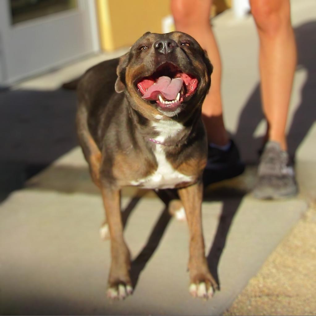 Athena, an adoptable Mixed Breed in Las Cruces, NM, 88012 | Photo Image 2