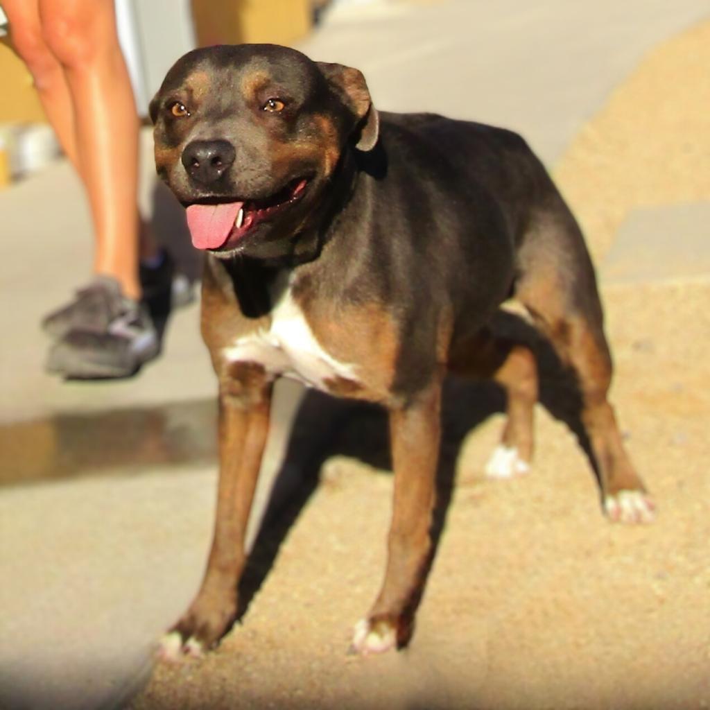 Athena, an adoptable Mixed Breed in Las Cruces, NM, 88012 | Photo Image 3