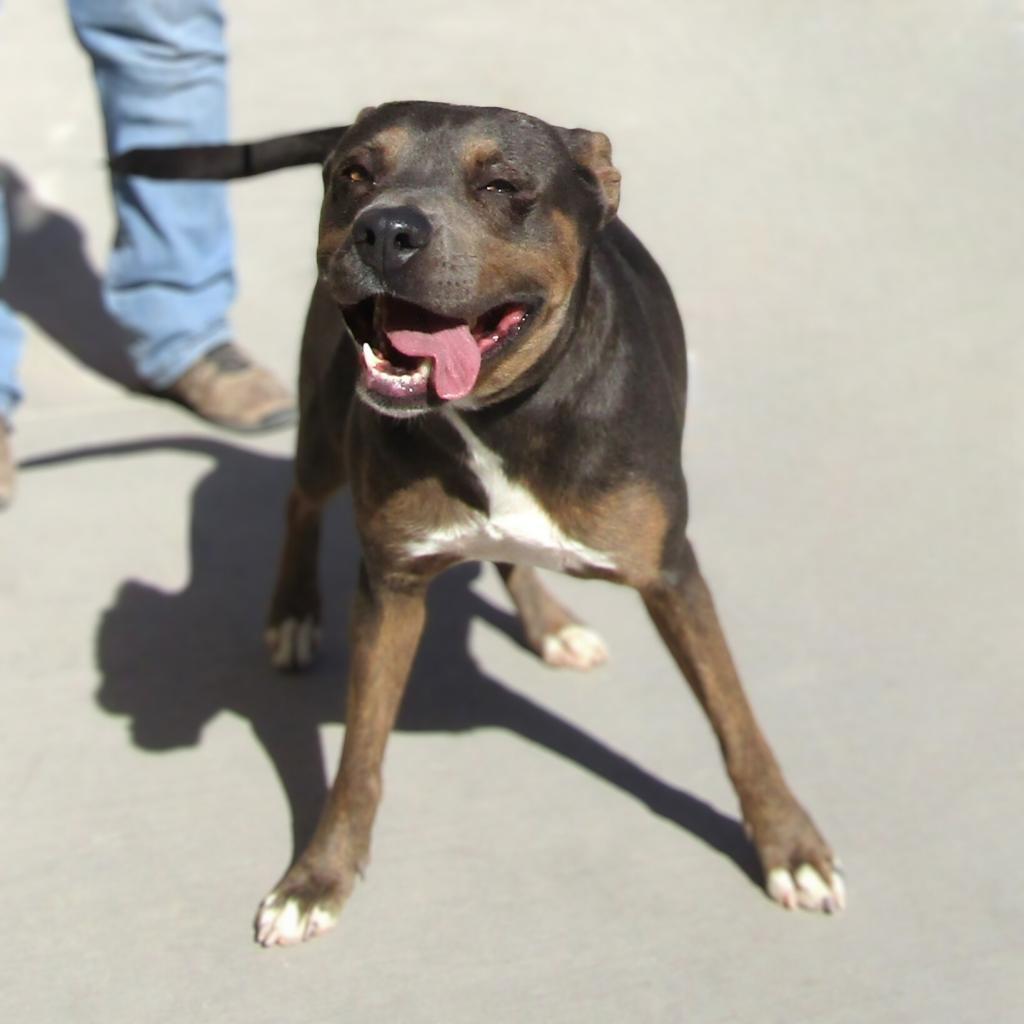 Athena, an adoptable Mixed Breed in Las Cruces, NM, 88012 | Photo Image 6