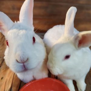 Ricotta (bonded to Jasmine), Adult Male Florida White