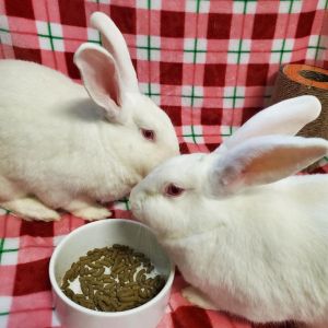Cloud (bonded to Casper), Adult Female New Zealand