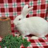 Cloud (bonded to Casper) photo 2
