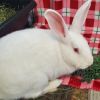 Cloud (bonded to Casper) photo 3