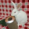 Cloud (bonded to Casper) photo 4