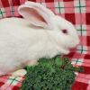 Cloud (bonded to Casper) photo 5