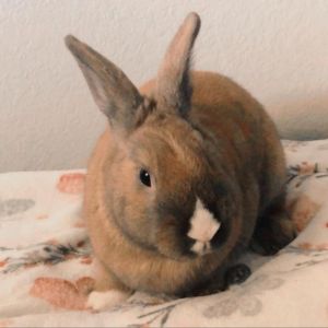 Tango, Adult Male Harlequin