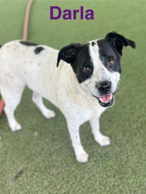 Darla, Adult Female unknown