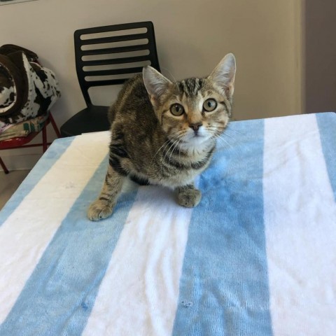 Noodles, an adoptable Domestic Medium Hair in Garden City, KS, 67846 | Photo Image 2