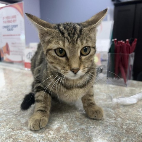 Noodles, an adoptable Domestic Medium Hair in Garden City, KS, 67846 | Photo Image 3