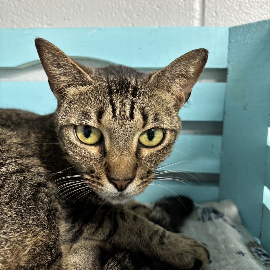 Segan, an adoptable Domestic Short Hair in Enterprise, AL, 36330 | Photo Image 1