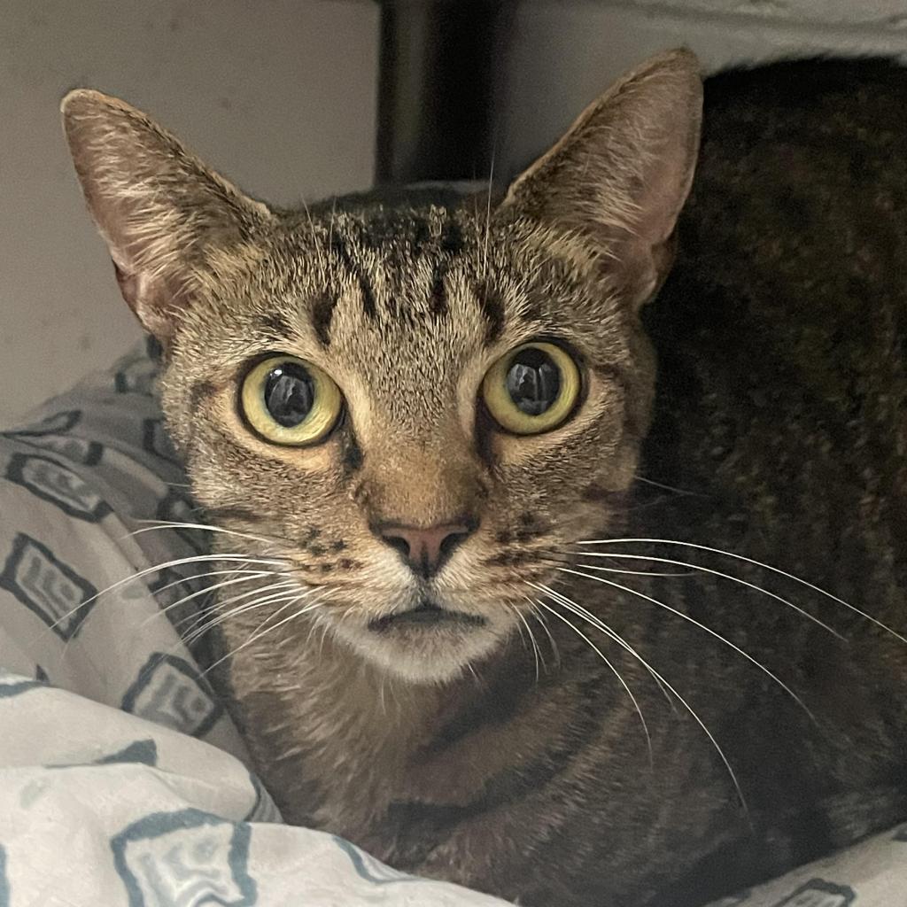 Segan, an adoptable Domestic Short Hair in Enterprise, AL, 36330 | Photo Image 2