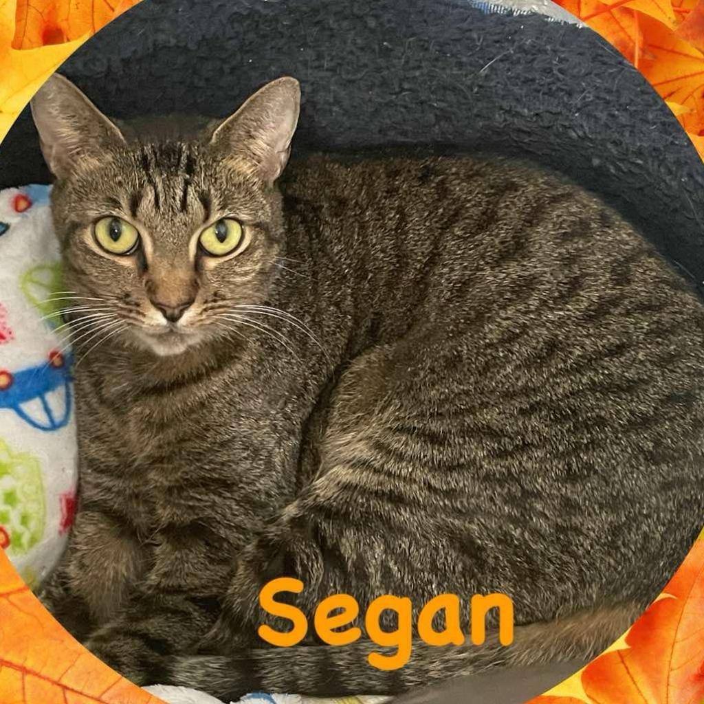 Segan, an adoptable Domestic Short Hair in Enterprise, AL, 36330 | Photo Image 2