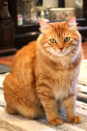 QatarMango is a handsome kitty who needs someone who is willing to work with him He has trusts issu