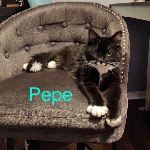 Pepe