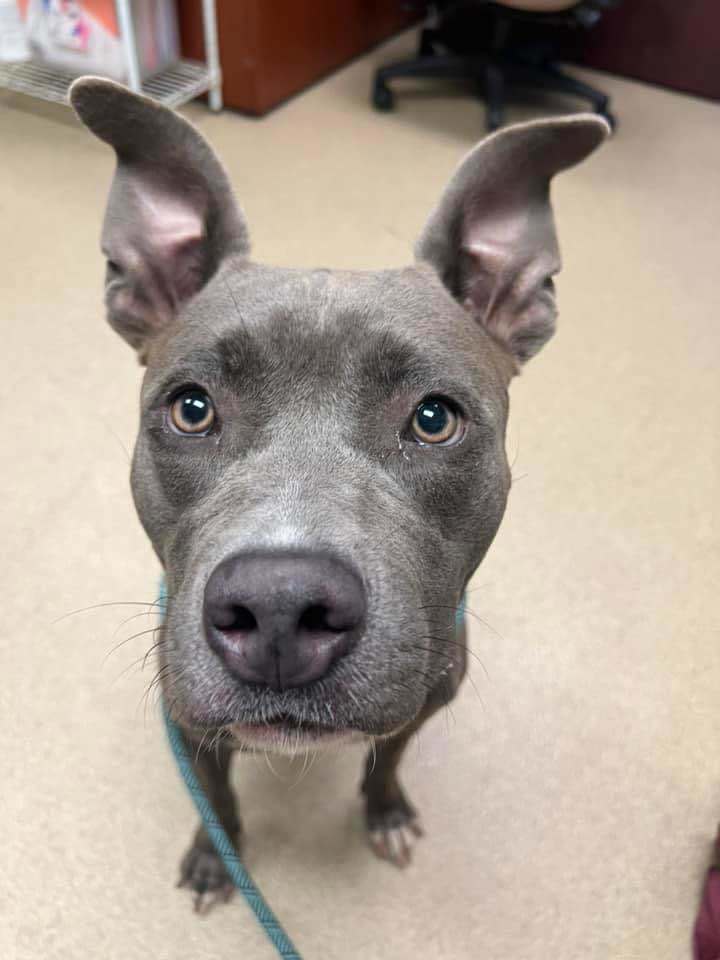 Cynthia, an adoptable Pit Bull Terrier in Arlee, MT, 59821 | Photo Image 1