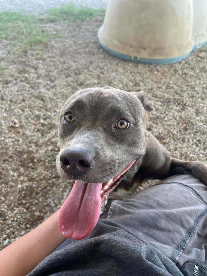 Cynthia, an adoptable Pit Bull Terrier in Arlee, MT, 59821 | Photo Image 2