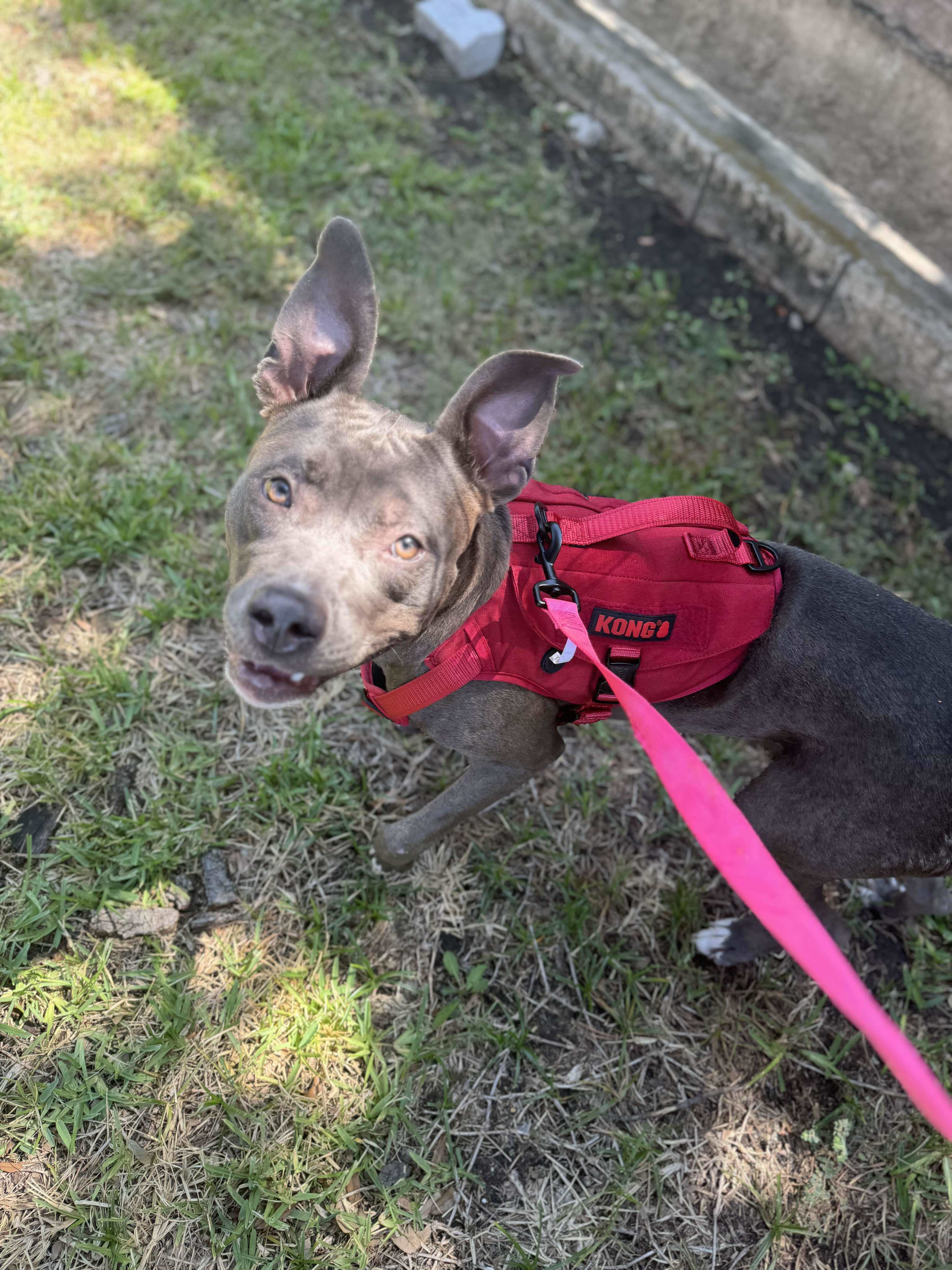 Cynthia, an adoptable Pit Bull Terrier in Arlee, MT, 59821 | Photo Image 3