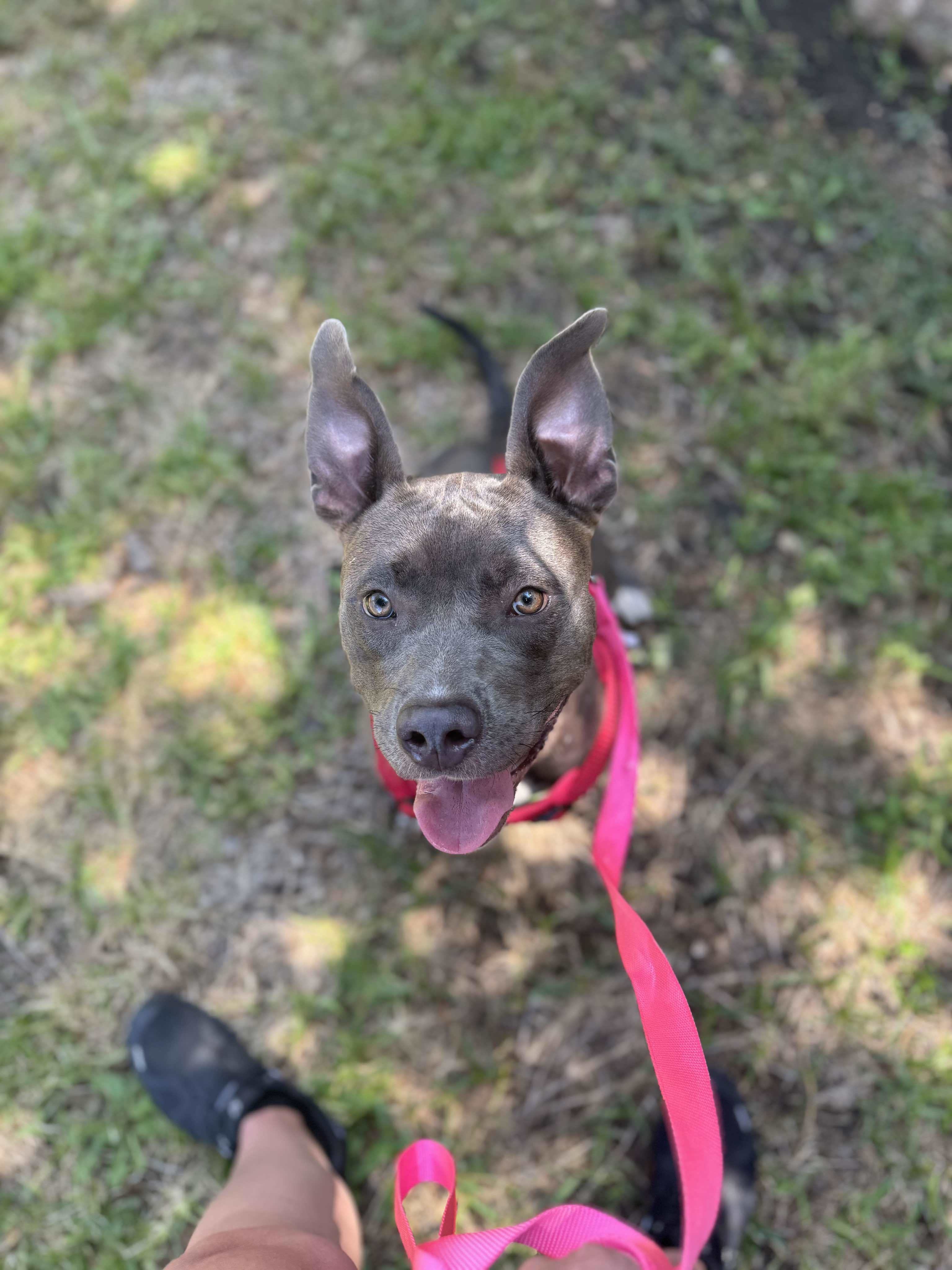 Cynthia, an adoptable Pit Bull Terrier in Arlee, MT, 59821 | Photo Image 4