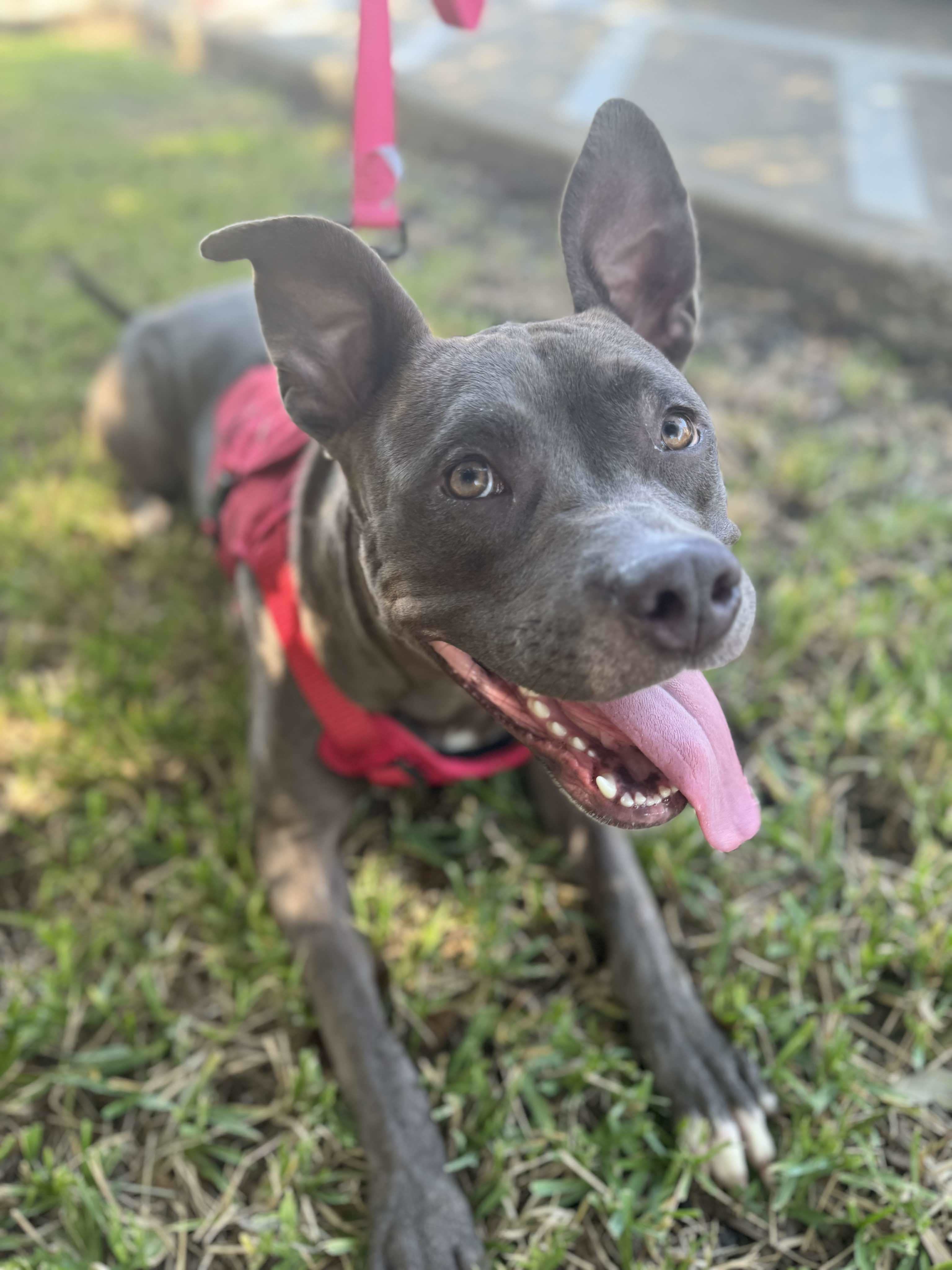 Cynthia, an adoptable Pit Bull Terrier in Arlee, MT, 59821 | Photo Image 5