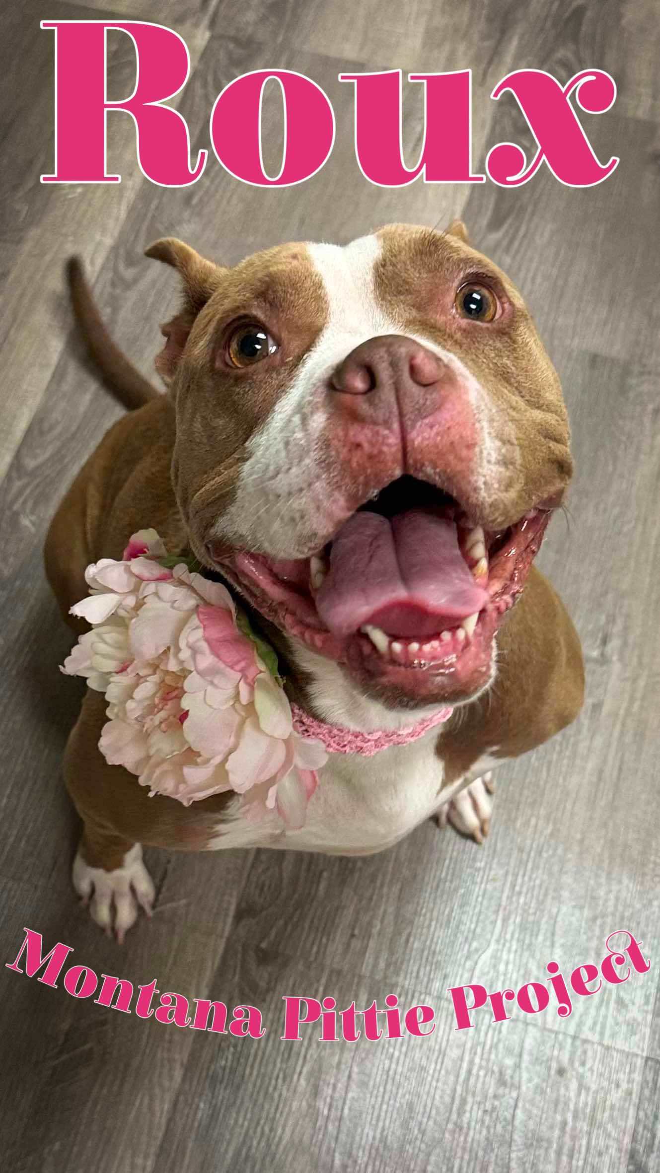 Roux (Momma Bear), an adoptable Pit Bull Terrier in Arlee, MT, 59821 | Photo Image 1