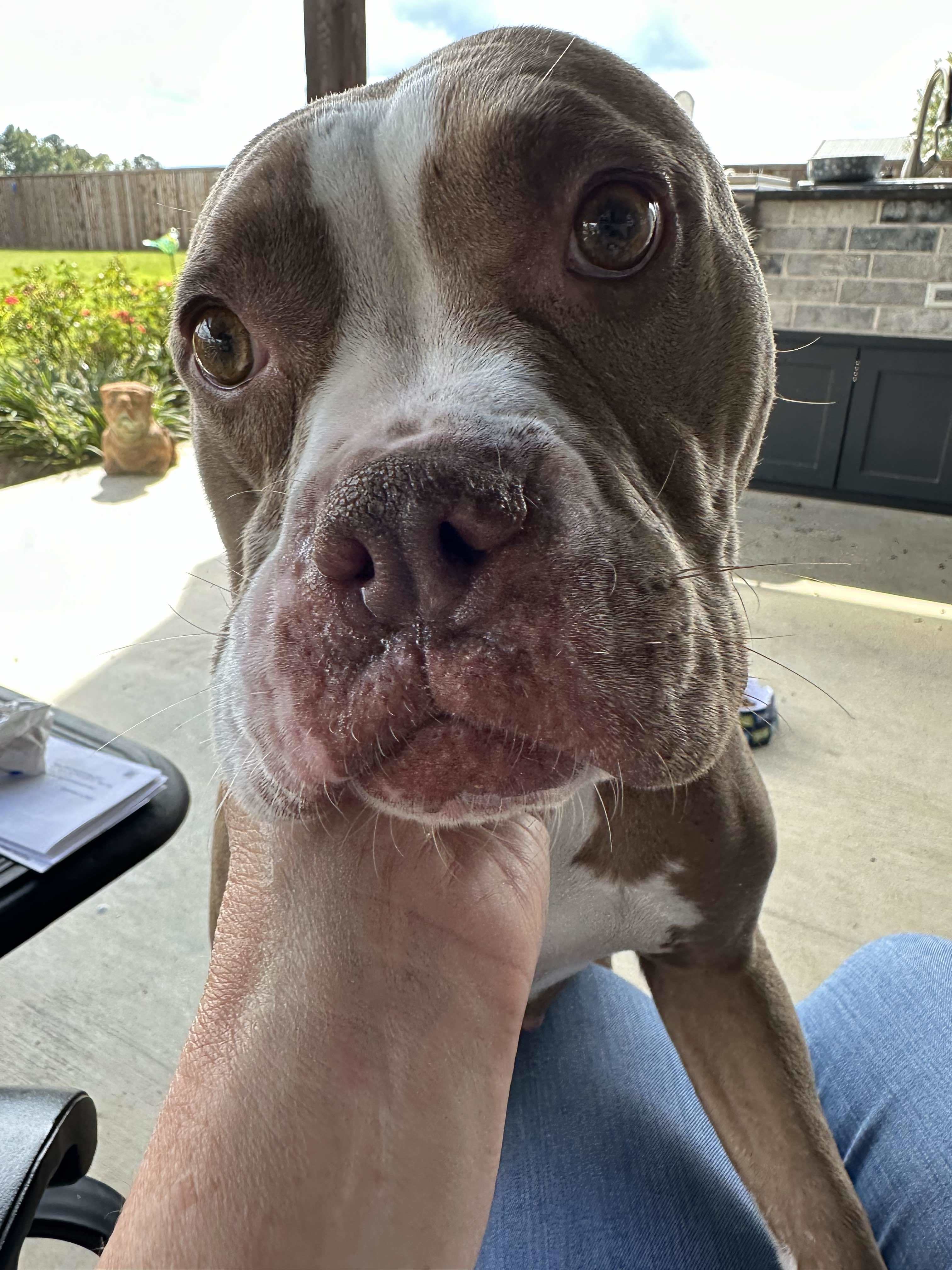 Roux (Momma Bear), an adoptable Pit Bull Terrier in Arlee, MT, 59821 | Photo Image 2