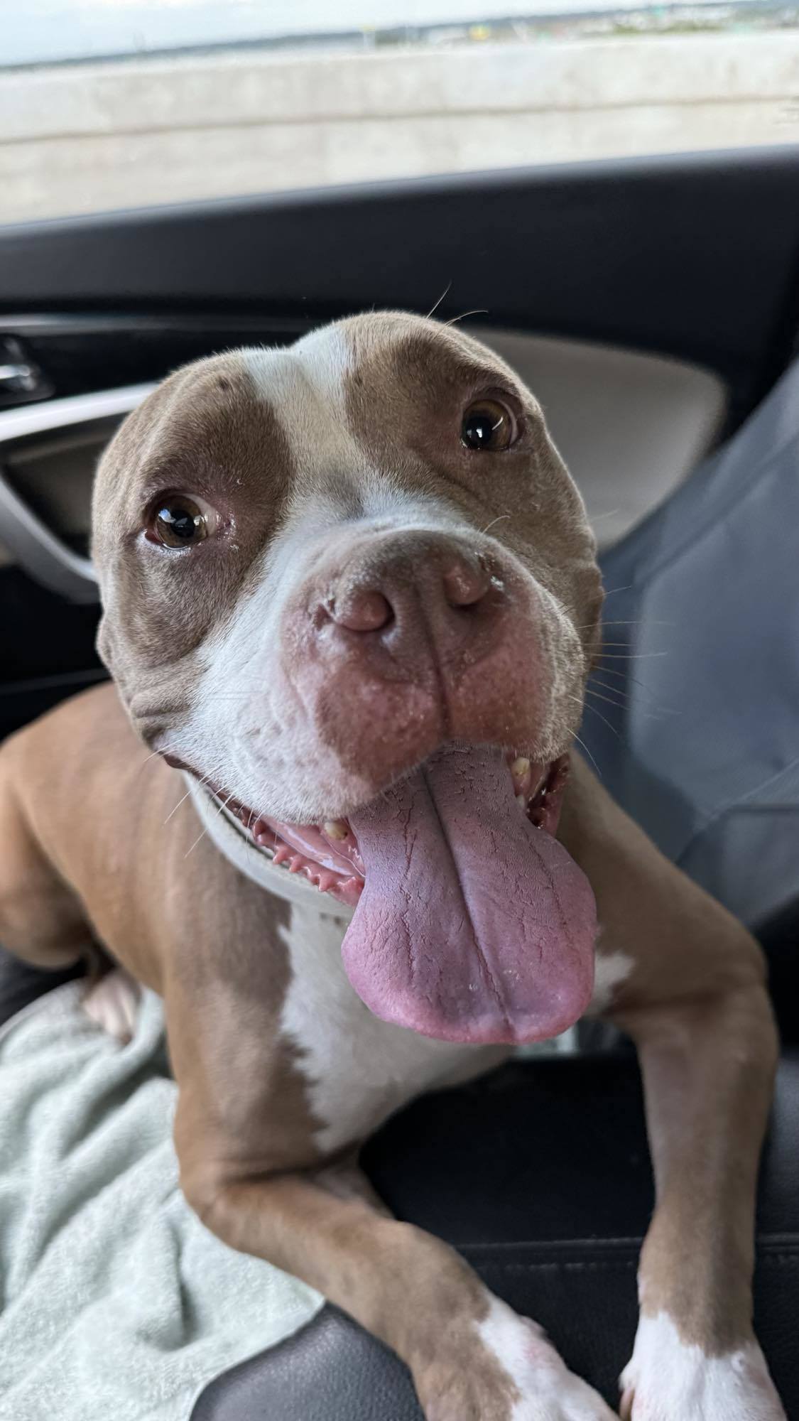 Roux (Momma Bear), an adoptable Pit Bull Terrier in Arlee, MT, 59821 | Photo Image 3