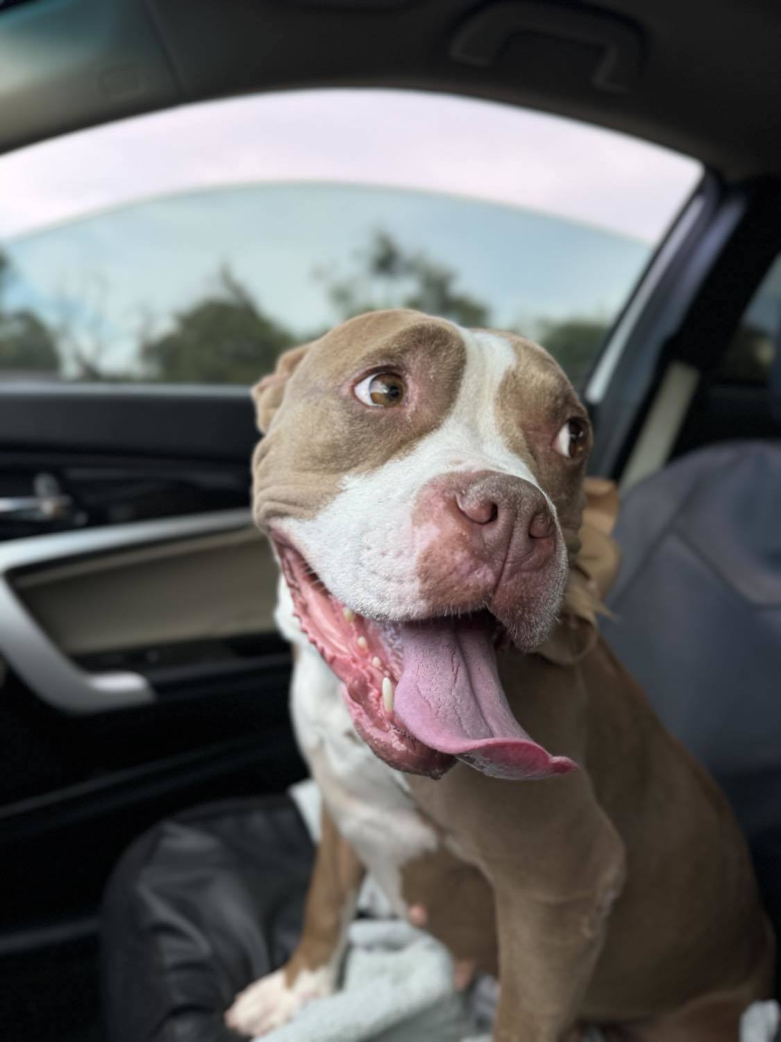 Roux (Momma Bear), an adoptable Pit Bull Terrier in Arlee, MT, 59821 | Photo Image 4