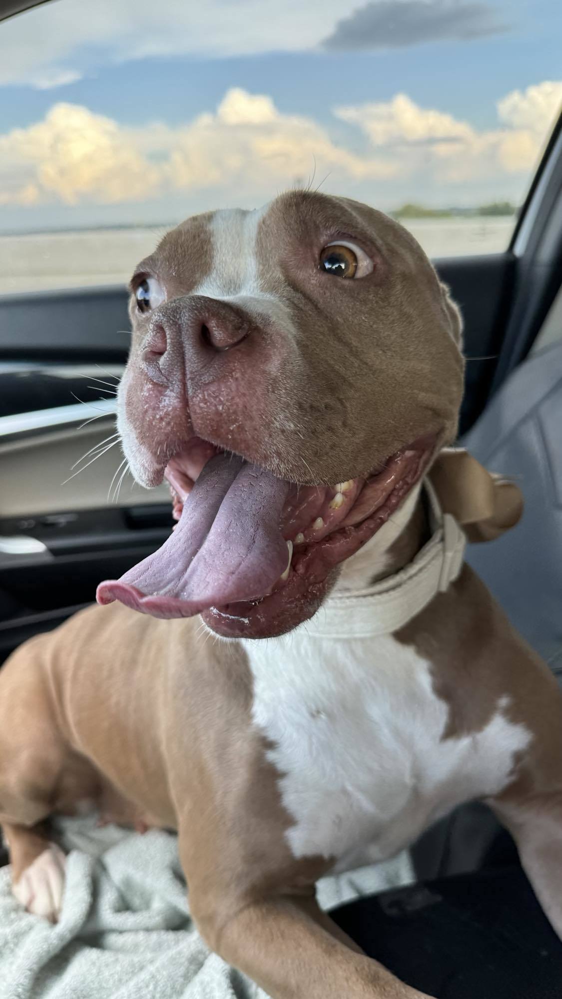 Roux (Momma Bear), an adoptable Pit Bull Terrier in Arlee, MT, 59821 | Photo Image 5