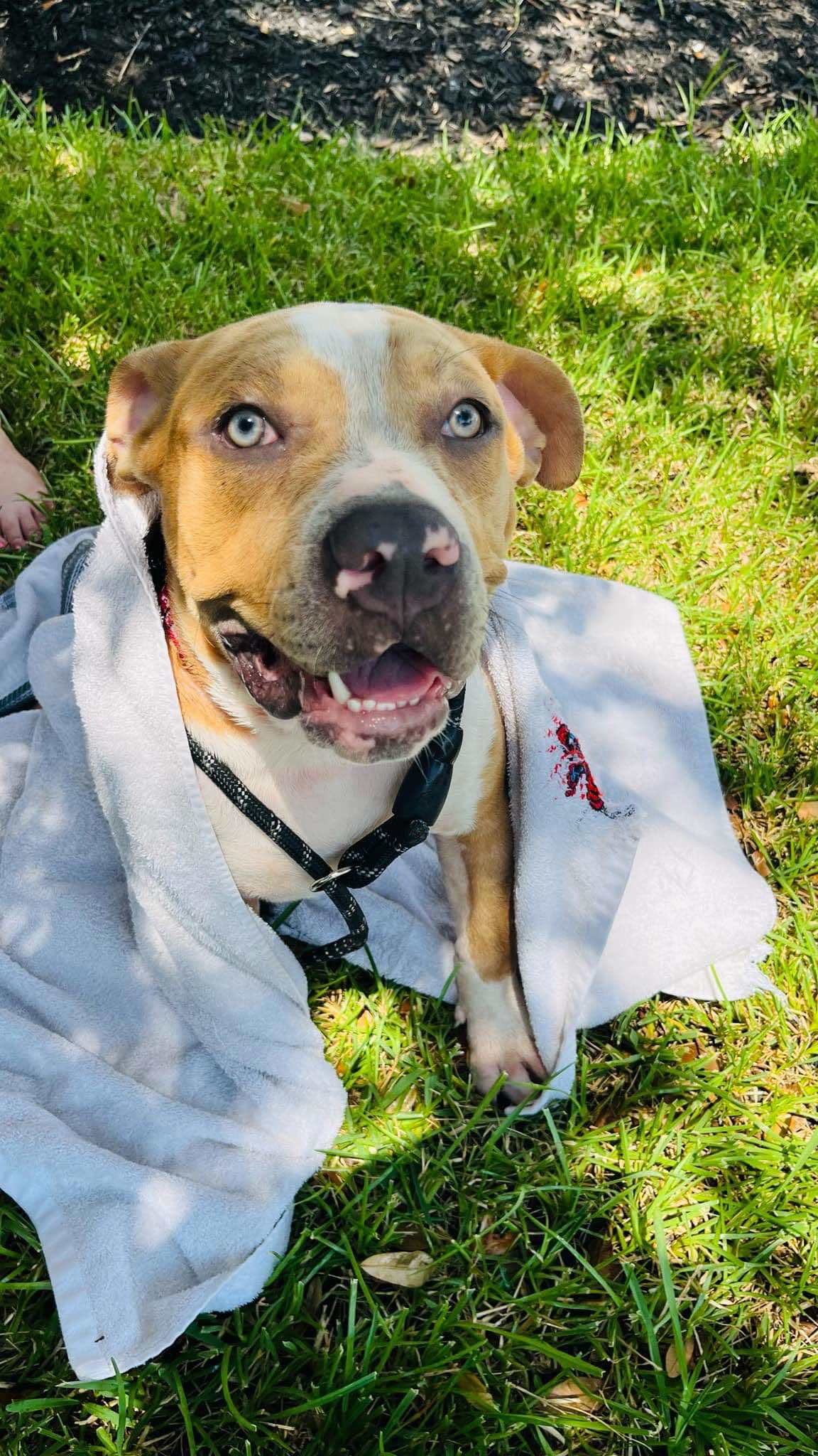 Titus 2.0, an adoptable Pit Bull Terrier in Arlee, MT, 59821 | Photo Image 1