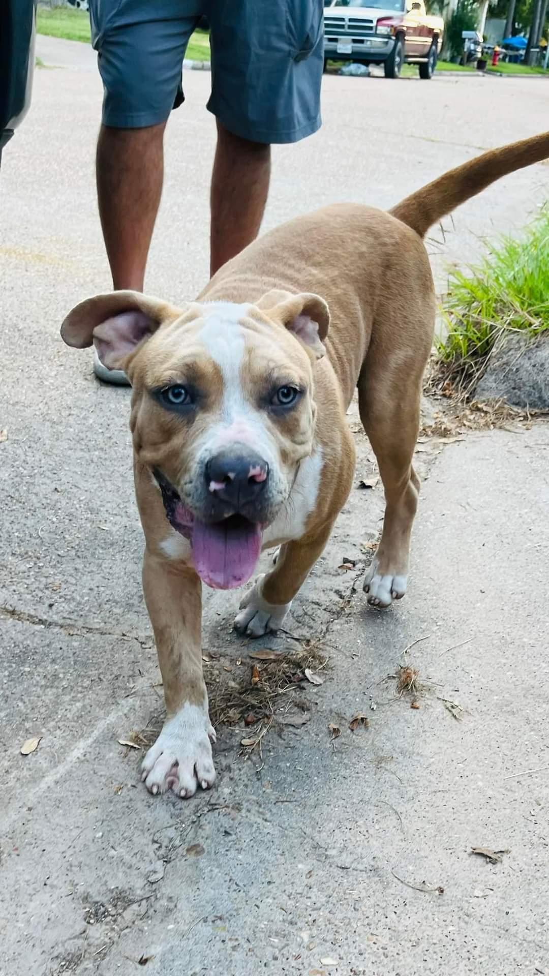 Titus 2.0, an adoptable Pit Bull Terrier in Arlee, MT, 59821 | Photo Image 2