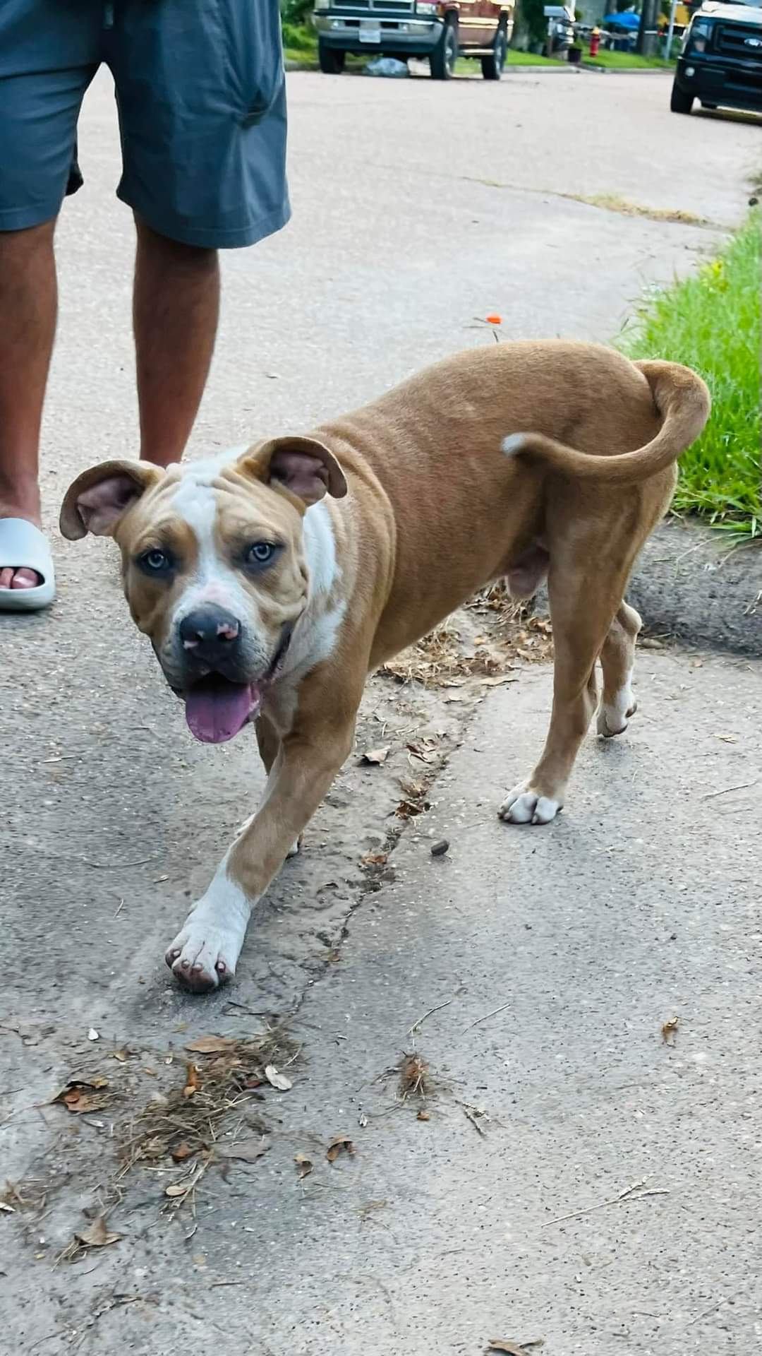 Titus 2.0, an adoptable Pit Bull Terrier in Arlee, MT, 59821 | Photo Image 4