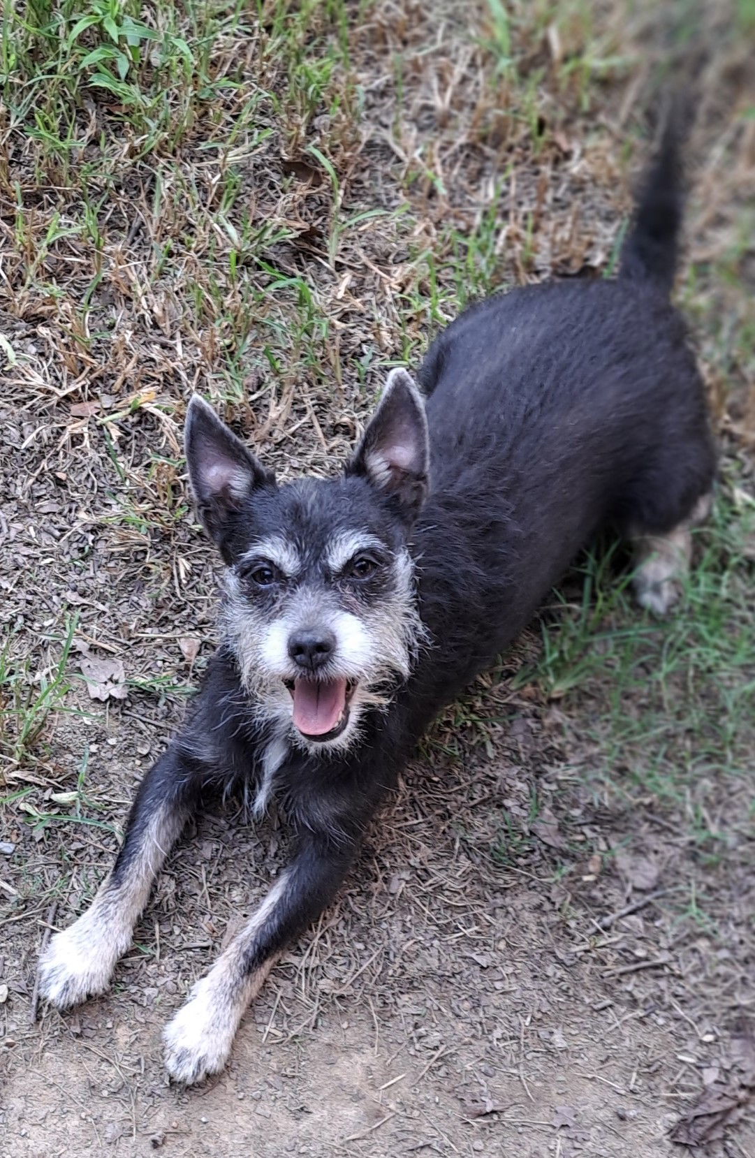 Batman, an adoptable Schnauzer in Baileyton, AL, 35019 | Photo Image 1