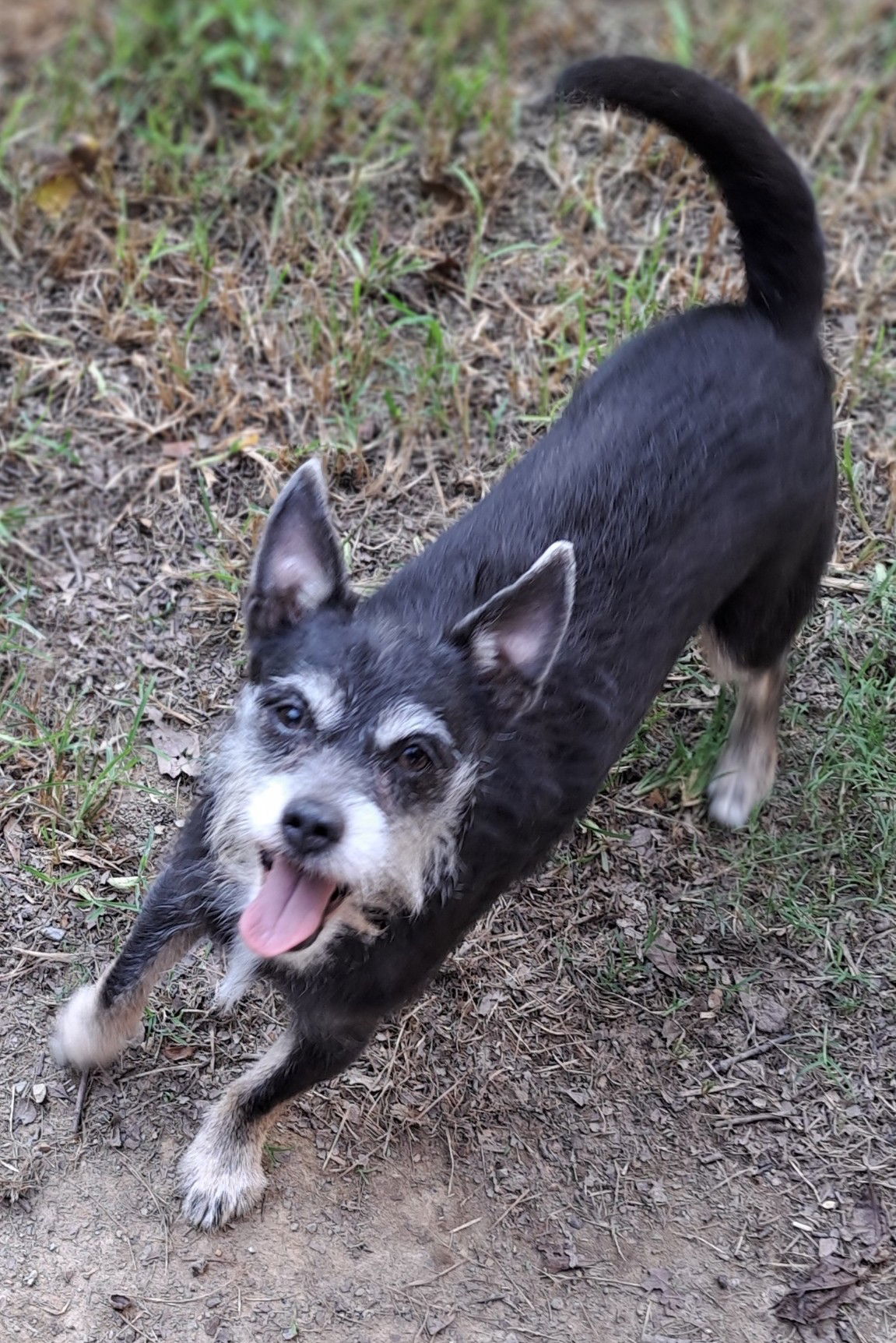 Batman, an adoptable Schnauzer in Baileyton, AL, 35019 | Photo Image 2