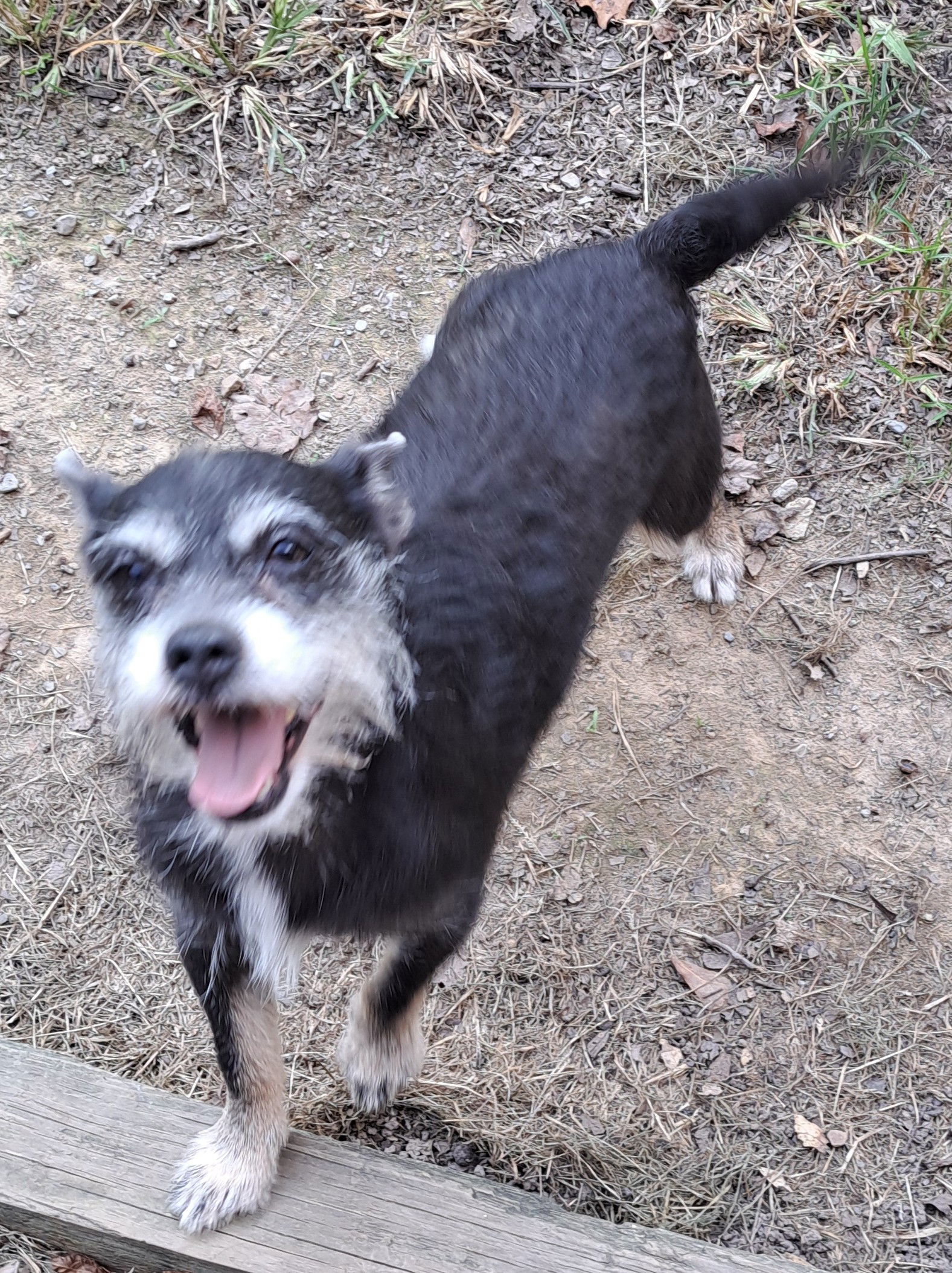 Batman, an adoptable Schnauzer in Baileyton, AL, 35019 | Photo Image 3