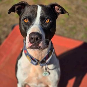 This dog is with Corridor Rescue in Houston Texas Hi there Im Boots Up until my rescue I lived