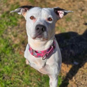 Skipper Pit Bull Terrier Dog