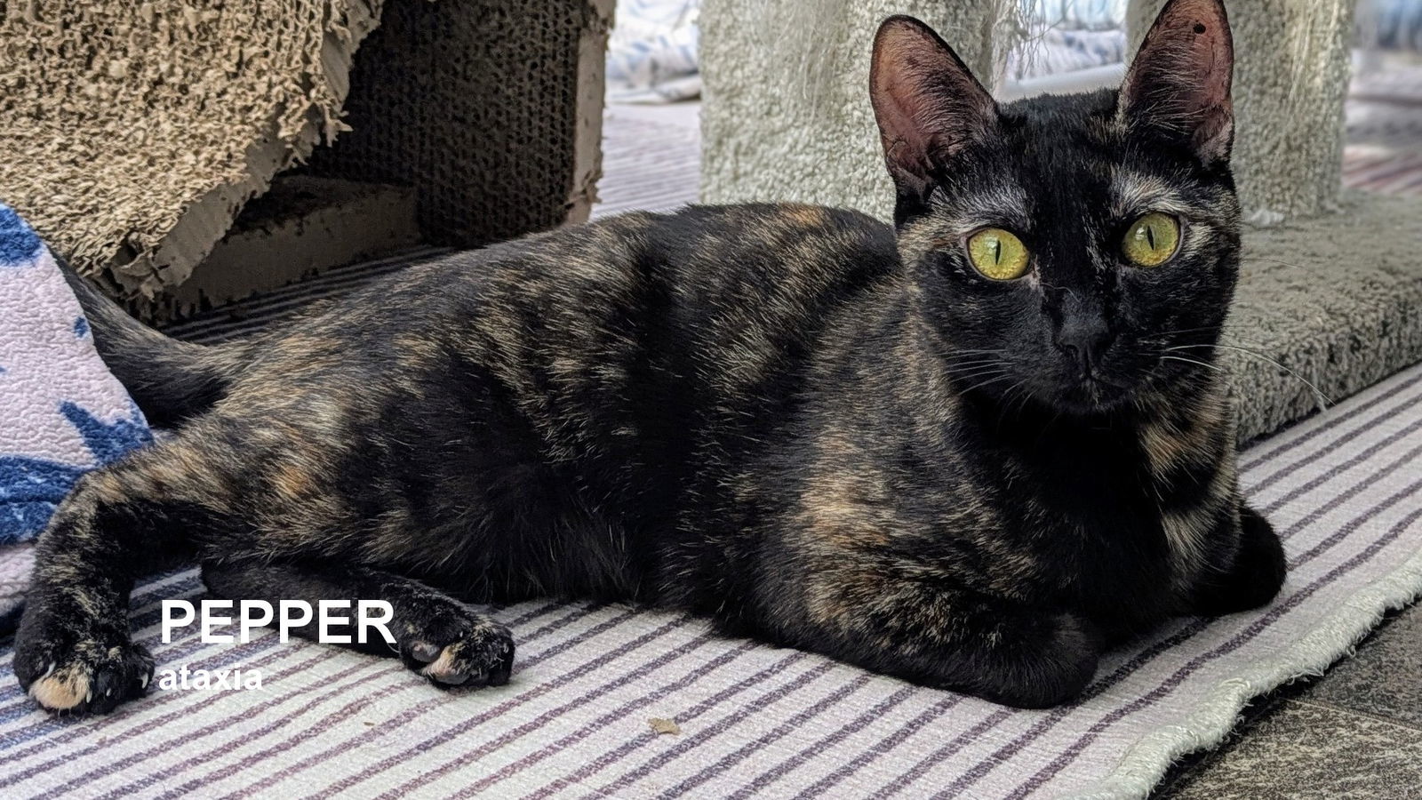 Pepper, an adoptable Tortoiseshell in Santa Rosa, CA, 95404 | Photo Image 1