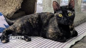 Pepper, Young Female Tortoiseshell
