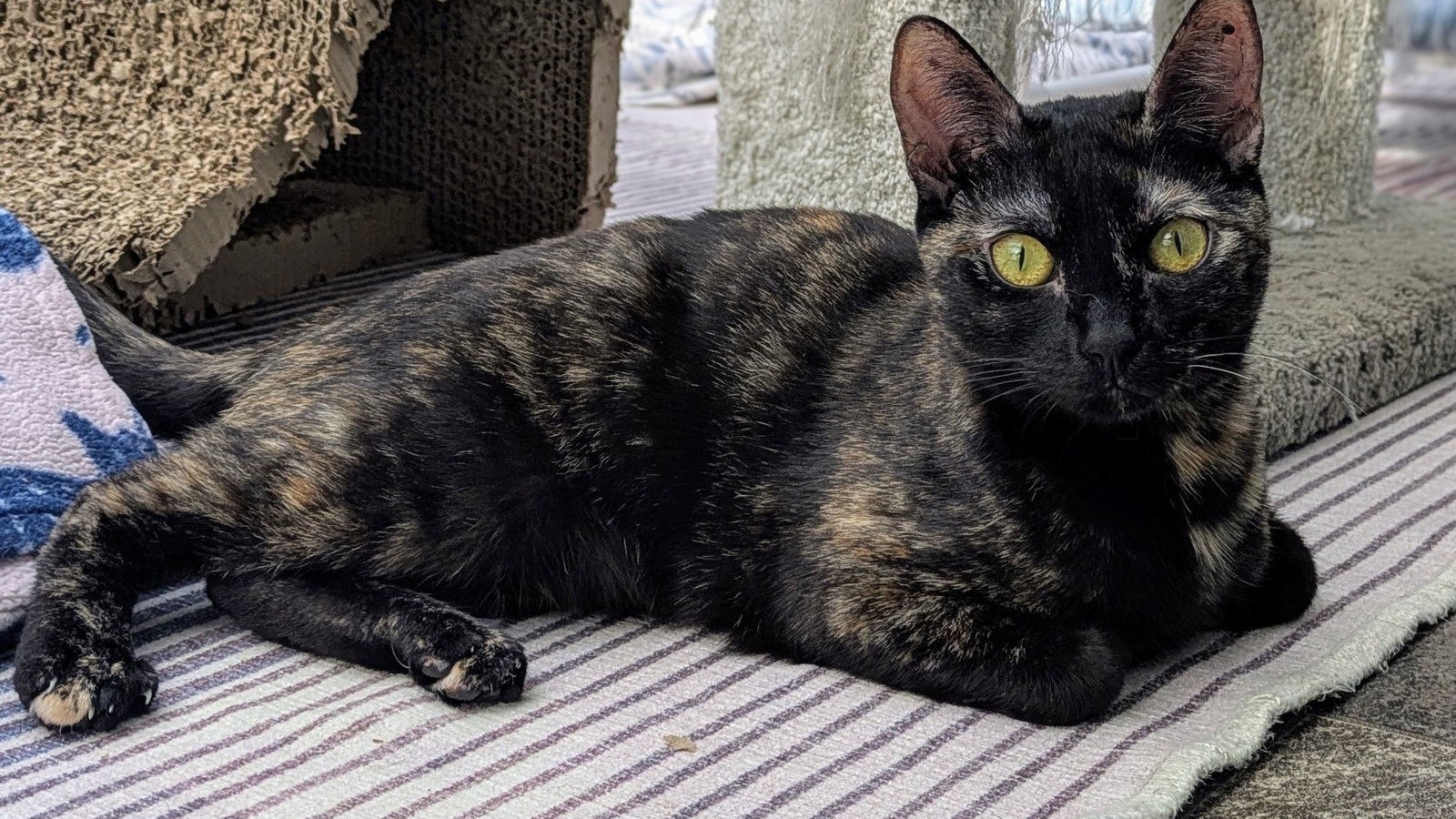 Pepper, an adoptable Tortoiseshell in Santa Rosa, CA, 95404 | Photo Image 2