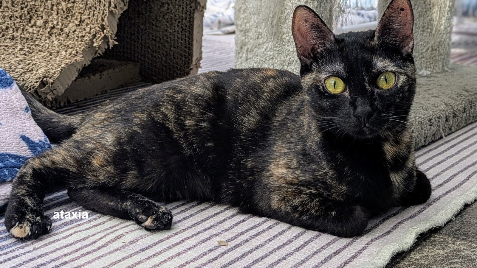 Pepper, an adoptable Tortoiseshell in Santa Rosa, CA, 95404 | Photo Image 3