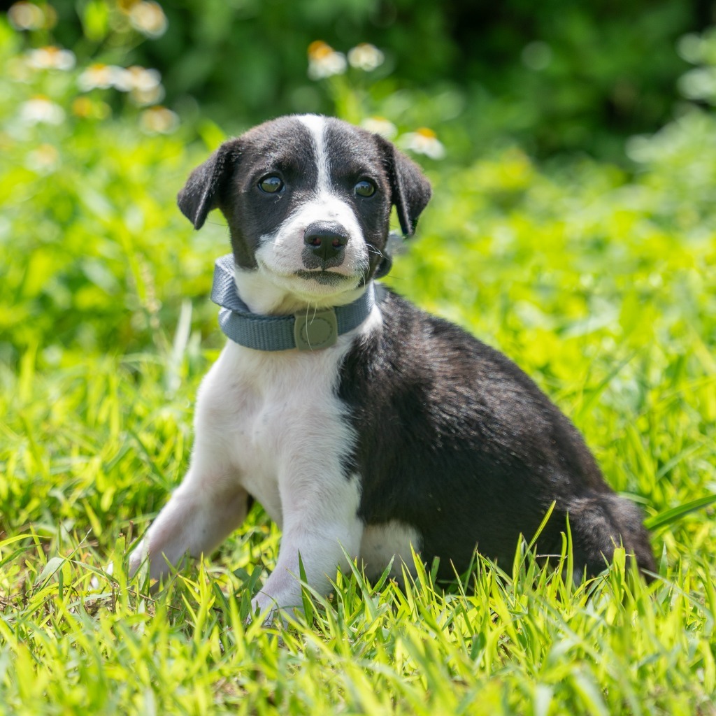 Daisy, an adoptable Affenpinscher in Mangilao, GU, 96923 | Photo Image 1