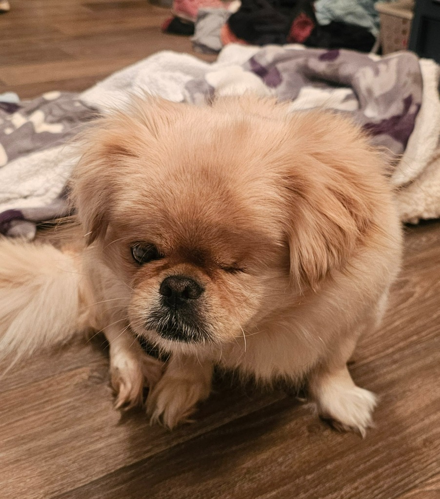 Opal, an adoptable Pekingese in Midland, TX, 79705 | Photo Image 1