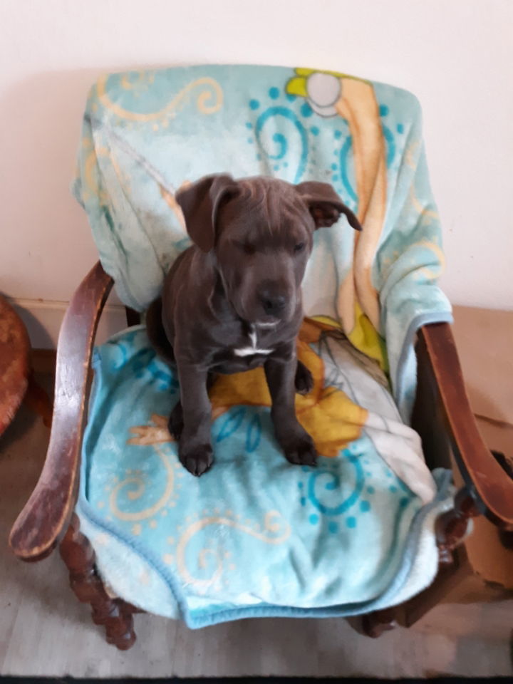 Suni, an adoptable Pit Bull Terrier in Polson, MT, 59860 | Photo Image 1