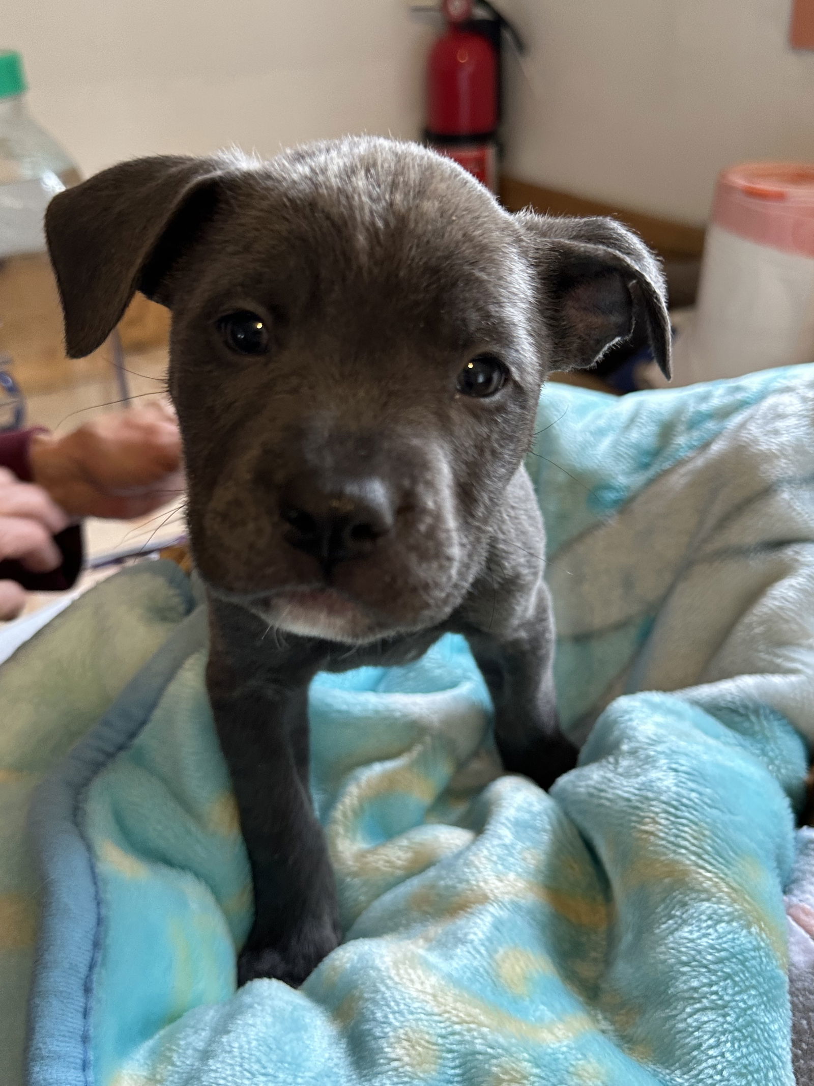 Suni, an adoptable Pit Bull Terrier in Polson, MT, 59860 | Photo Image 2