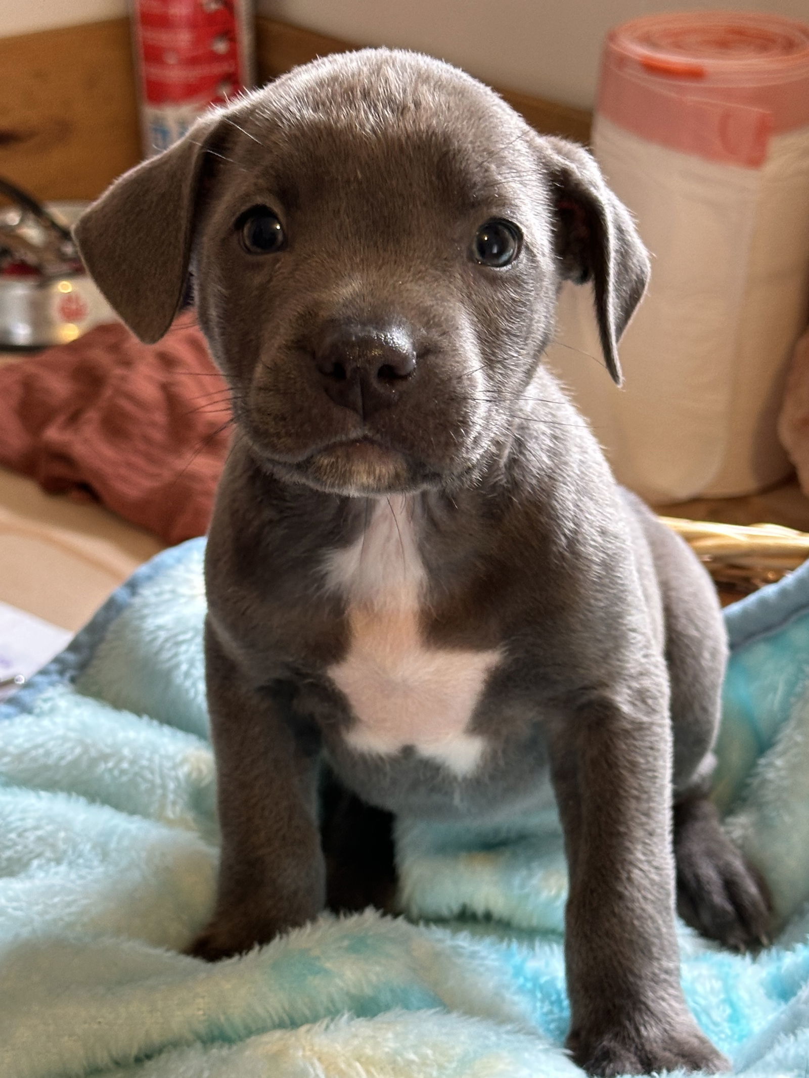 Katy, an adoptable Pit Bull Terrier in Polson, MT, 59860 | Photo Image 1