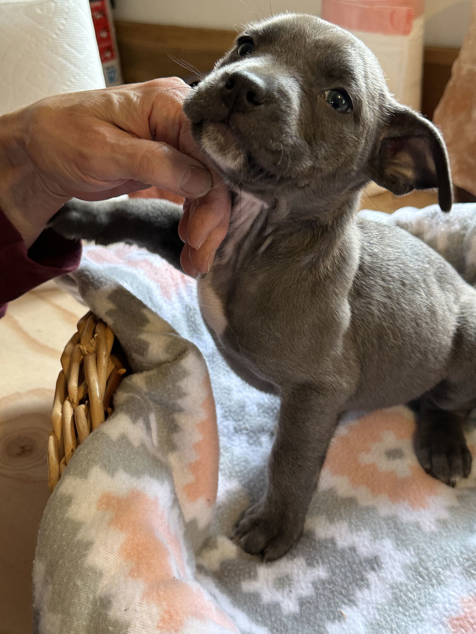 Coco, an adoptable Pit Bull Terrier in Polson, MT, 59860 | Photo Image 1