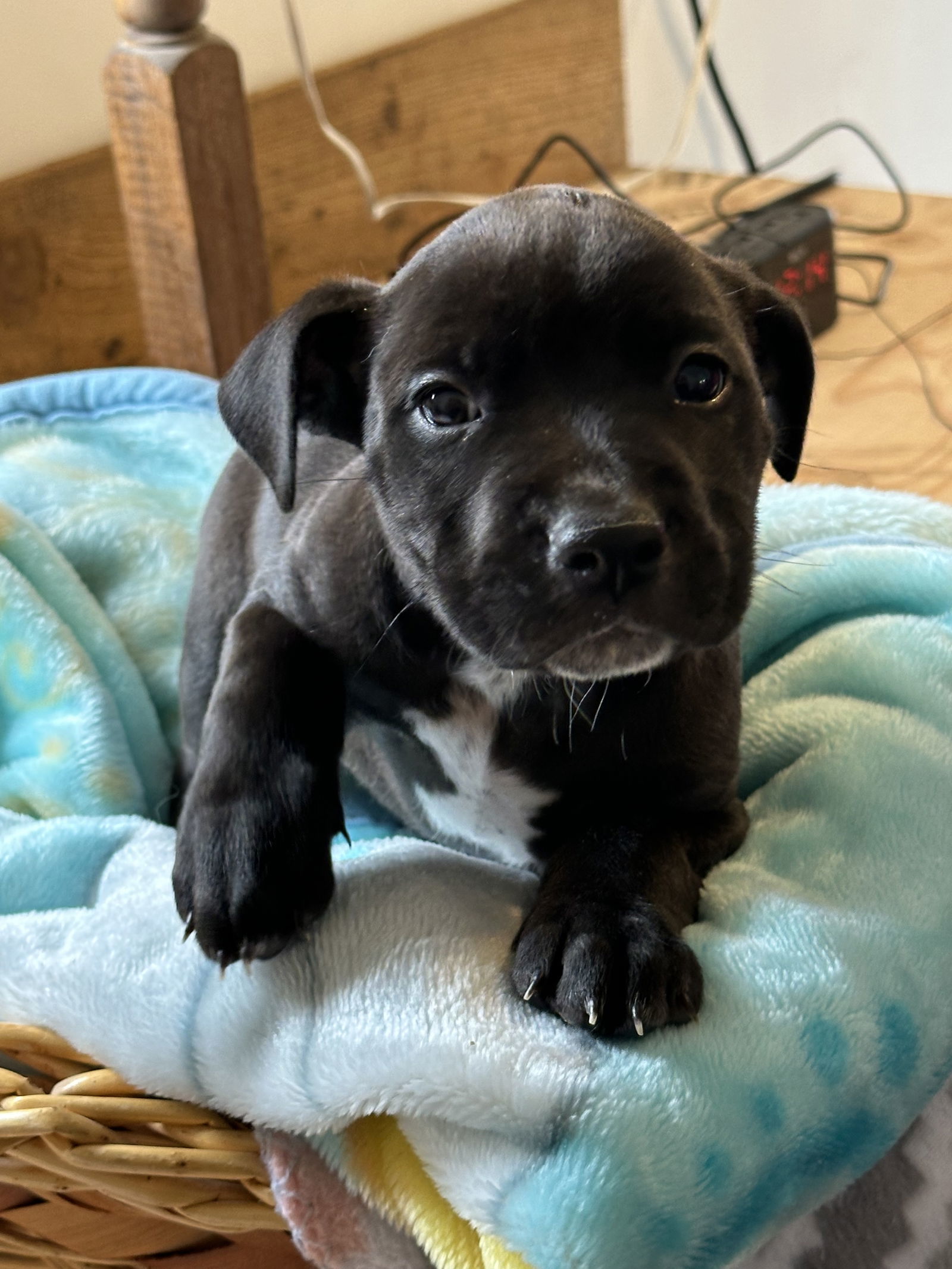 Sha'Cari, an adoptable Pit Bull Terrier in Polson, MT, 59860 | Photo Image 2